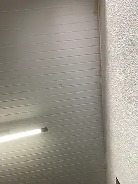 Snapshot of luara1988 chatting on 23, 10, 2025 luara1988 online show from 23, 10, 2025