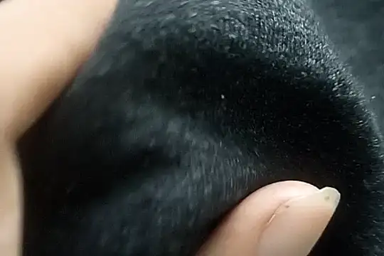 Snapshot of Telugu_sollakaya chatting on 2, 12, 2024 Telugu sollakaya online show from 2, 12, 2024