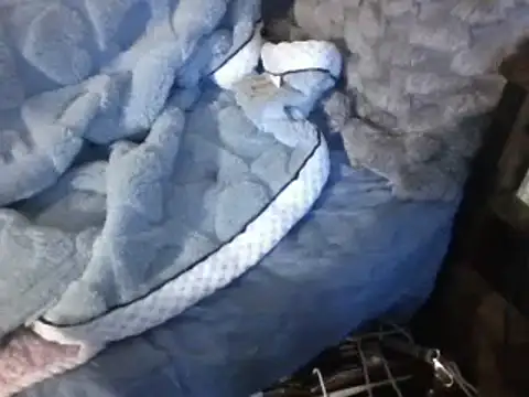 housewife shantie online show from 7, 3, 2025