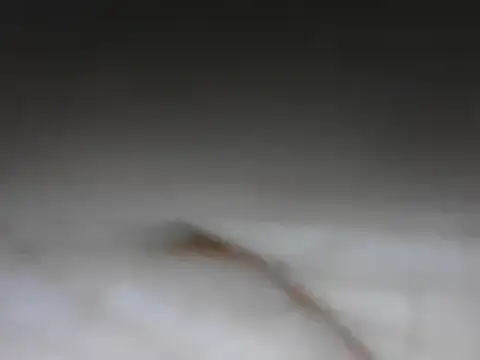 Snapshot of samee00721 chatting on 24, 1, 2025 samee00721 online show from 24, 1, 2025