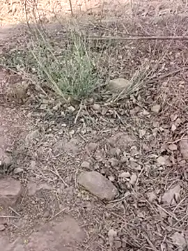 xmanrawan2 online show from 16, 3, 2026