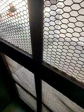 indian couple4 online show from 7, 2, 2026