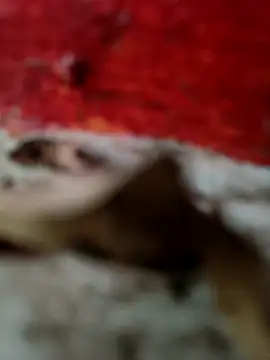 Snapshot of himvilohi08 chatting on 18, 10, 2025 himvilohi08 online show from 18, 10, 2025