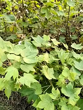 Snapshot of himvilohi08 chatting on 23, 10, 2025 himvilohi08 online show from 23, 10, 2025