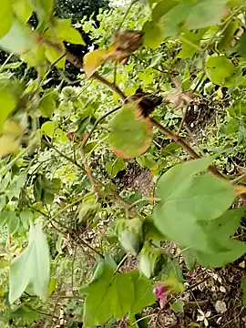 Snapshot of himvilohi08 chatting on 24, 10, 2025 himvilohi08 online show from 24, 10, 2025