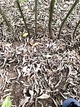 Snapshot of JAZZYS8 chatting on 1, 10, 2025 JAZZYS8 online show from 1, 10, 2025