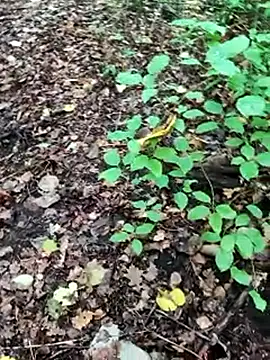 BigLakiixh online show from 8, 10, 2025