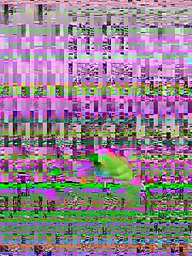 bihf dam online show from 14, 4, 2026