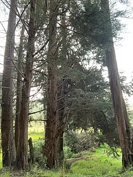 Snapshot of Ninabigtitied chatting on 14, 3, 2026 Ninabigtitied online show from 14, 3, 2026