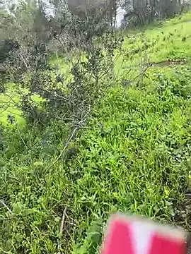 Yasar-Xxxl online show from 6, 3, 2026