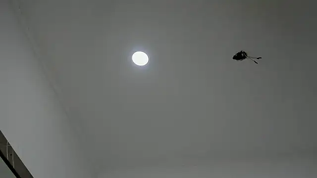 Snapshot of alice__brow chatting on 27, 9, 2025 alice brow online show from 27, 9, 2025