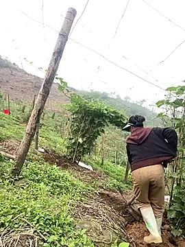 Huong-Ly online show from 27, 3, 2026