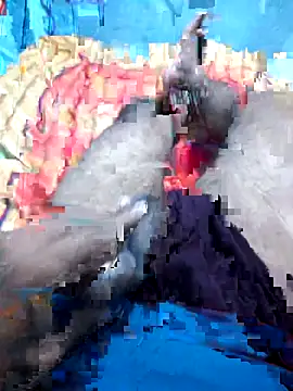 Hyd-bad-boy-25 online show from 27, 9, 2025