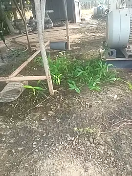 Snapshot of sima024 chatting on 11, 11, 2025 sima024 online show from 11, 11, 2025