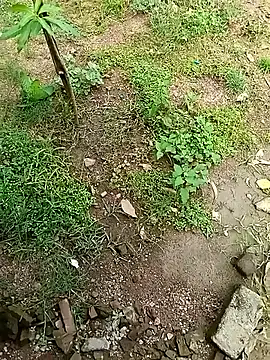 Rahul Razz online show from 4, 10, 2025