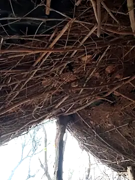 Janvi Jaitly online show from 5, 12, 2025