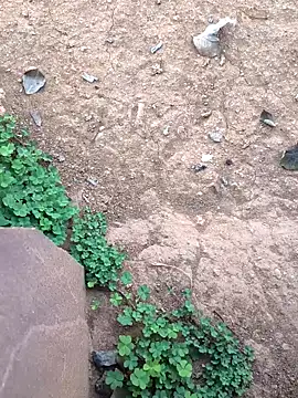 Ag punam online show from 10, 2, 2026