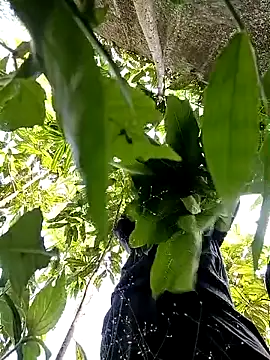 callistra online show from 30, 10, 2025