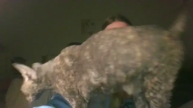 Cynoraye online show from 20, 3, 2026