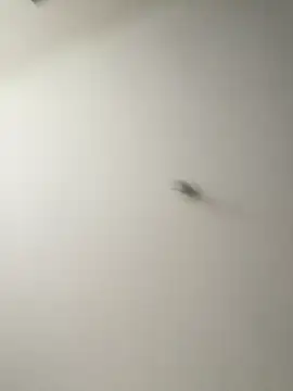 Dania Oconor online show from 6, 1, 2026