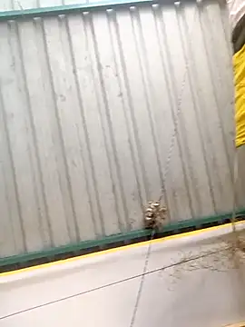 Snapshot of harinisree chatting on 31, 10, 2025 harinisree online show from 31, 10, 2025