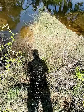 devil boy 0909 online show from 7, 11, 2025