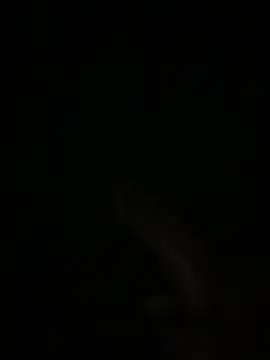 Manfredini607452 online show from 4, 2, 2026