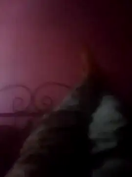 Narwindruners online show from 3, 11, 2025