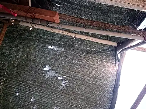 0281nosyehj online show from 1, 4, 2026