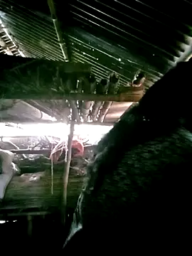 Snapshot of porimoi_505 chatting on 15, 12, 2025 porimoi 505 online show from 15, 12, 2025