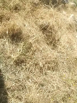 Snapshot of DanielGr27 chatting on 20, 12, 2025 DanielGr27 online show from 20, 12, 2025