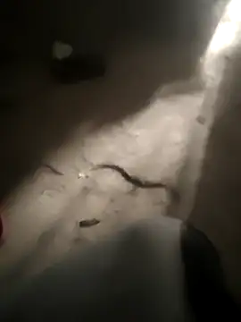 Snapshot of DanielGr27 chatting on 5, 2, 2026 DanielGr27 online show from 5, 2, 2026