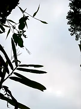 Snapshot of little-effy chatting on 17, 1, 2026 little-effy online show from 17, 1, 2026