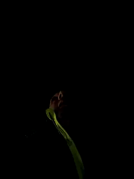 marcoboss online show from 13, 12, 2025