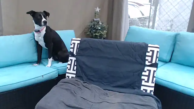 mspatience online show from 6, 3, 2026