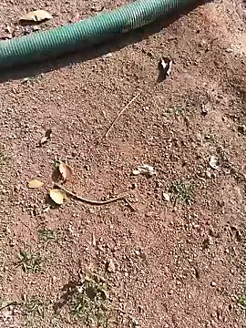 janbi sexe online show from 15, 1, 2026