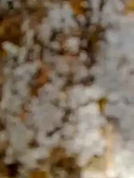 GanaderoMorboso online show from 15, 2, 2026