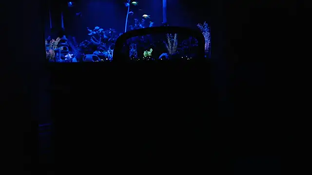 Snapshot of EspanolVato chatting on 15, 2, 2026 EspanolVato online show from 15, 2, 2026