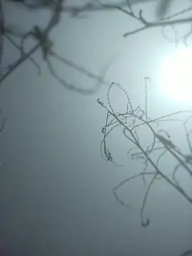 Snapshot of momo_loves chatting on 9, 1, 2026 momo loves online show from 9, 1, 2026