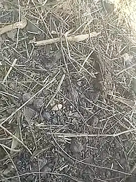 Snapshot of Cute_Boy_4 chatting on 8, 3, 2026 Cute Boy 4 online show from 8, 3, 2026