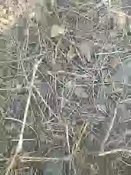 Snapshot of Cute_Boy_4 chatting on 9, 3, 2026 Cute Boy 4 online show from 9, 3, 2026