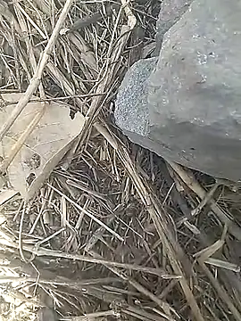 Snapshot of Cute_Boy_4 chatting on 13, 3, 2026 Cute Boy 4 online show from 13, 3, 2026