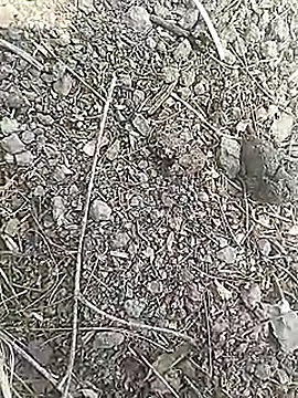 Snapshot of Cute_Boy_4 chatting on 18, 3, 2026 Cute Boy 4 online show from 18, 3, 2026