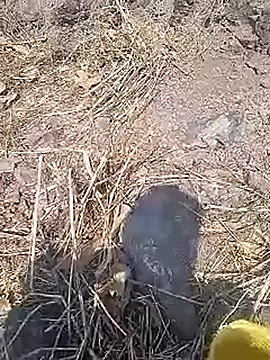 Snapshot of Cute_Boy_4 chatting on 20, 3, 2026 Cute Boy 4 online show from 20, 3, 2026