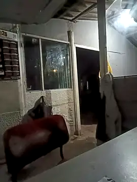 Snapshot of ISABELLA-24_ chatting on 11, 3, 2026 ISABELLA-24 online show from 11, 3, 2026