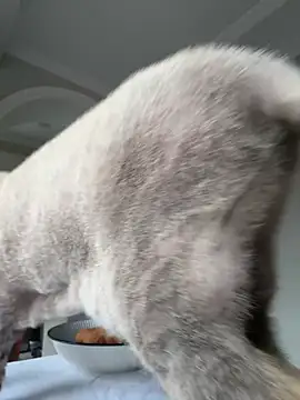 Snapshot of Tatar_Vesna chatting on 7, 3, 2026 Tatar Vesna online show from 7, 3, 2026