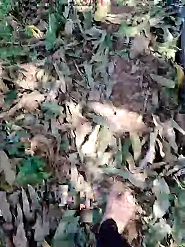 blackbeauty321 online show from 3, 3, 2026