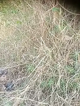 Ambala1 online show from 12, 4, 2026