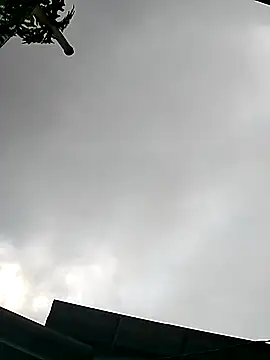 Cute-flowers online show from 21, 3, 2026