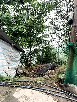 Rosa-x online show from 19, 4, 2026